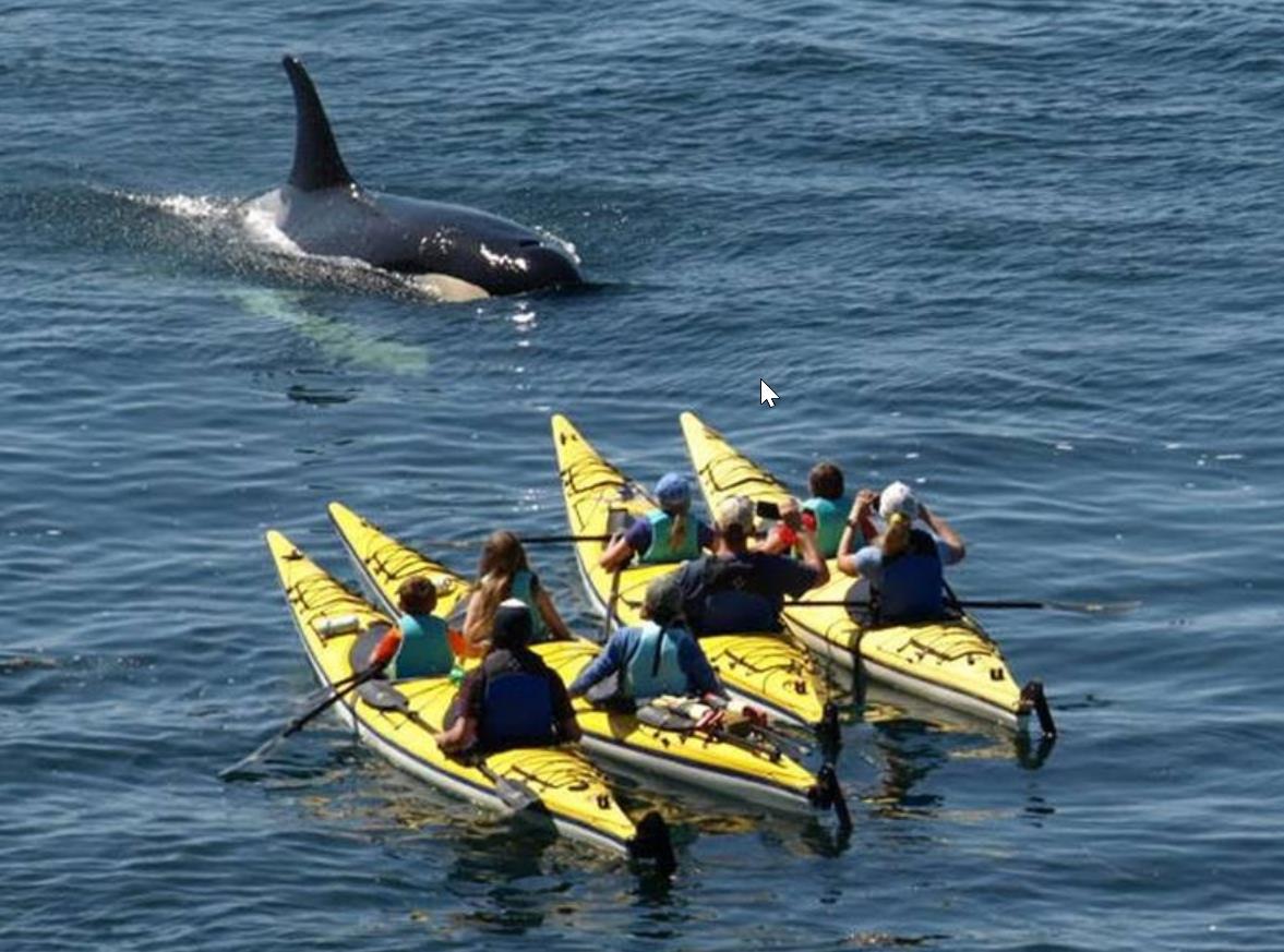 orca kayaking trip